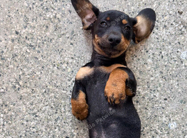 Miniature dachshund girl 5 months