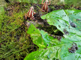 Anthony's dart frog adults X4