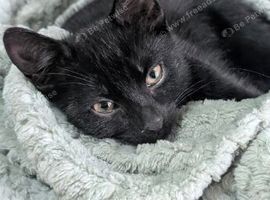 Stunning male black kitten available