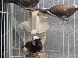 Bengalese finches