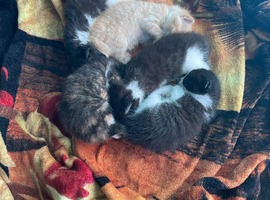 Kittens ready for new home