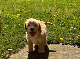 Cockapoo puppys