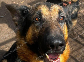 Selling my dog