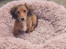 Dachshund longhair
