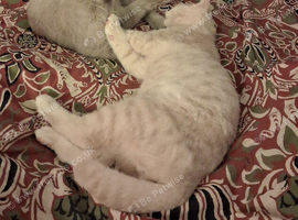 BHS LILAC 7 MONTH OLD FEMALE AND BHS/BENGAL 5 MONTH MALE
