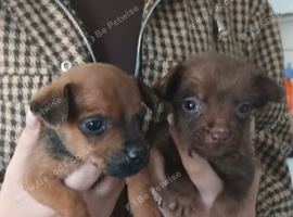 Patterdale terrier puppies