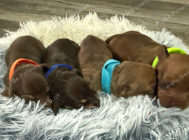 4 beautiful boy miniature dashhound