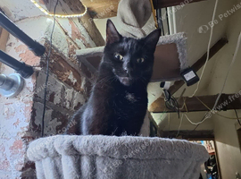 Missing small black cat