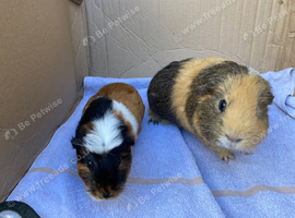 Guinea pigs