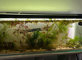 Complete fish tank with live plants