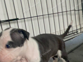 Beautiful littler of puppies
