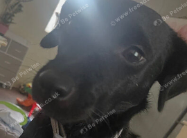 Reya - Looking for Her Forever Home