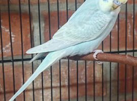 Young budgies