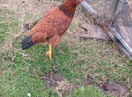 Free Ranging Brown Hens for sale