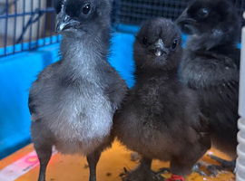 Chicks for sale