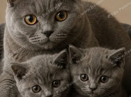 REHOME two girl British Shorthair