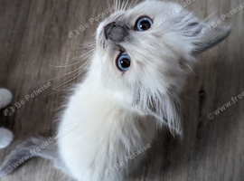 Ragdoll Kittens