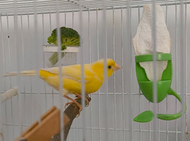 Two young roller hens