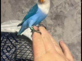 Hand reared lovebird cage for sale