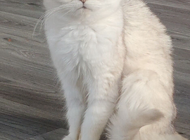 Girl British shorthair
