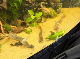 Three weather loach for sale