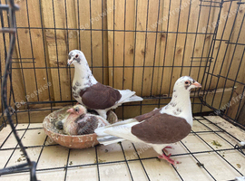 Saddle racers pigeons for sale in Birmingham