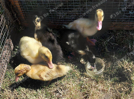 Ducklings 2 weeks old