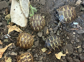 Horsfield tortoise