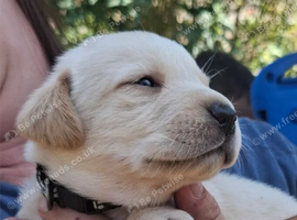 Labrador Retriever Puppies &ndash; 4 Boys & 4 Girls