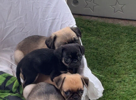 Gorgeous Pug Puppies