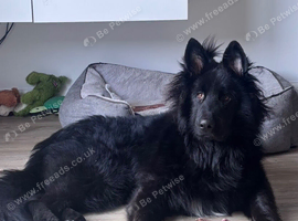 Solid Black Long Hair German Shepherd