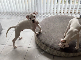 2 fully vaccinated KC registered boxer puppies