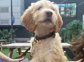 13 week old Cockapoo