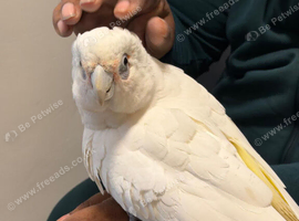 Silly tame beard eyed cockatoo
