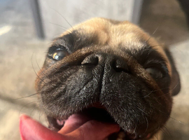 Pug looking for a loving new home