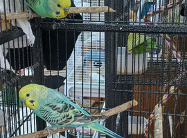 Pair of baby cocks