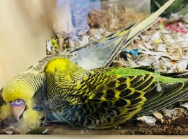 2 bonded budgies