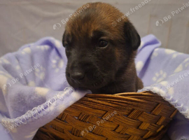 Puppies for sale