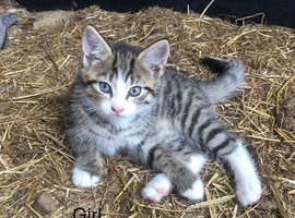 Kittens