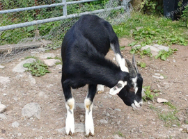 Wether Goats
