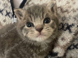 Looking for their forever homes
