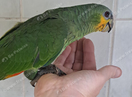 Hand reared orange wing amazon
