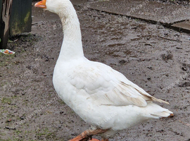 Geese