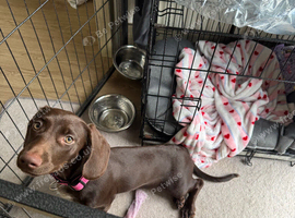 Puppy for sale