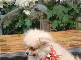Miniature pomeranian