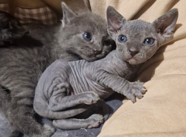 RARE Sphinx Cross Mixed Litter