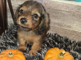 Tiny longhaired dachshunds