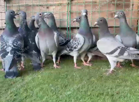 Racing pigeon