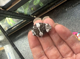 Baby Amazon milk froglets