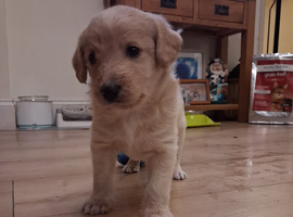 Beautiful bordoodle puppies for sale